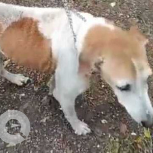 Missing: White-Brown Mix Female Indie Dog from Juhu's lanes-2