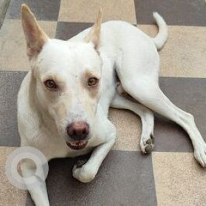 Missing: White Male Indie Dog from Kanganheri, nearest Gaushala, Najafgarh, Delhi-2