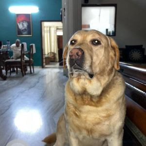 Missing: Brown Male Labrador Dog from Sector-7, Panchkula-2