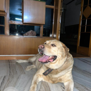 Missing: Brown Male Labrador Dog from Sector-7, Panchkula-3
