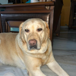 Missing: Brown Male Labrador Dog from Sector-7, Panchkula