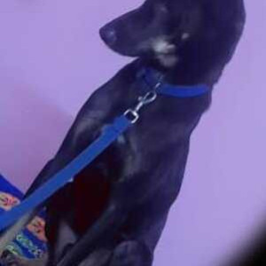 Missing: Black Male Indie Dog from Uttam Nagar East