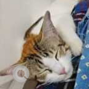 Missing: White Female Indie Cat from Huda colony, Tellapur, Nallagandla-2