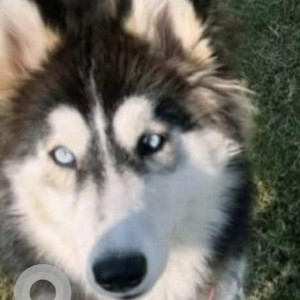 Missing: White and Grey Female Husky Dog from 4056 Block E, Mohali
