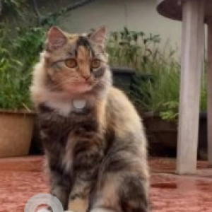 A White-Brown Mix Persian Calico Cat Missing from Richmond Town, Bengaluru