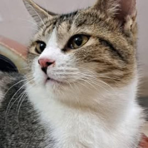 Missing: White and Grey Male Calico Cat from North Karachi-2