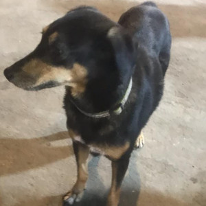 Missing: Black and Brown Female Indie Dog from Shahi restaurant Mira road-2