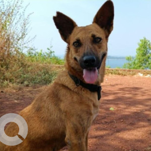 Missing: Brown Female Indie Dog from Bhandarwada, Paliem