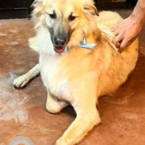 Missing: Brown Male Indie Dog from Annasandrapalya, Vimanapura, HAL-2