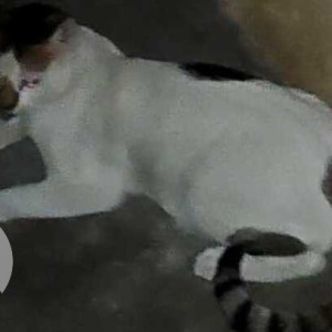 Missing: White Male Indie Cat from Jogeshwari East Mumbai-2