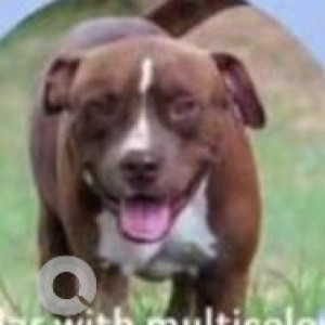 Missing: Brown Male PitBull Dog from Sector 79 , Gurgaon-2