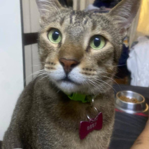 Missing: White and Grey Male Indie Cat from Sector 17,  Vashi