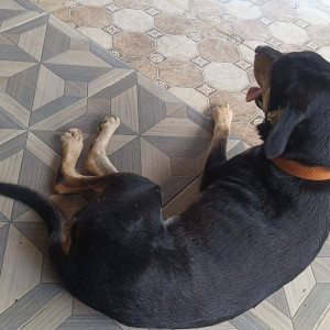 Found: Black and Brown Male Indie Dog from Candolim-2