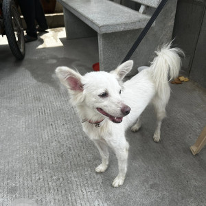 A White Pomeranian Dog Found from Bahadurpally forest area-2