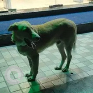 A White-Brown Mix Indie and Labrador cross Dog Found from S.G. Palya, Bengaluru