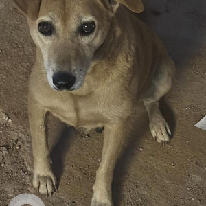 Missing: Brown Female Indie Dog from Chikkajala, Kial road-2