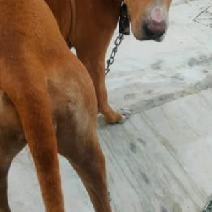 Found: Brown Female Indie Dog from Xu 2, Greater Noida-2