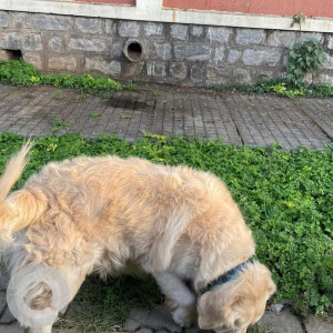 A White-Brown Mix Labrador Dog Found from Sarasvatipuram, Mysuru-3