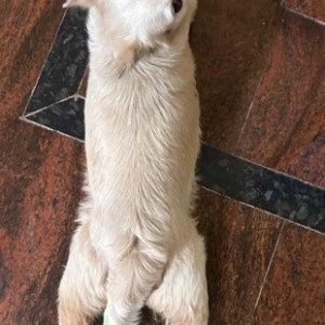 A White Pomeranian-Indie mix Dog Found from Yediyuru, Bengaluru-4