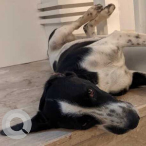 Missing: Black and White Male Indie Dog from Sector 123, New Sunny Enclave Behind Springdale Market-2