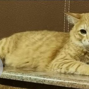 Missing: Orange Female Tabby Cat from Poes Garden main road-2