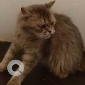 Found: Orange Female Ginger cat Cat from HSR layout, 24th main near Nk bar n Restaurant-2