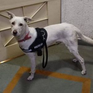 Missing: White Male Indie Dog from Model Colony, Shivaji Nagar