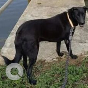 Missing: Black Female Labrador-Indie mix Dog from Purva Apartments, Off Kanakpura Road-2
