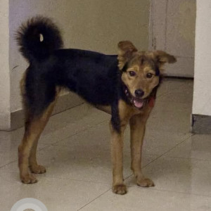 A Black and Brown Himalayan Dog Missing from Pocket 2, New Delhi