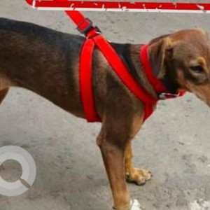 Missing: Black and Brown Female Indie Dog from Happy Pet Clinic Madhapur-2