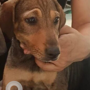 Missing: Black and Brown Female Indie Dog from Happy Pet Clinic Madhapur