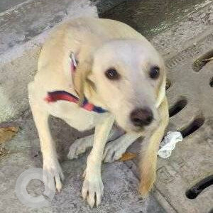 Found: White Male Indie Dog from Olympia tech park road left side towards vadapalani-2