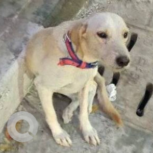 Found: White Male Indie Dog from Olympia tech park road left side towards vadapalani