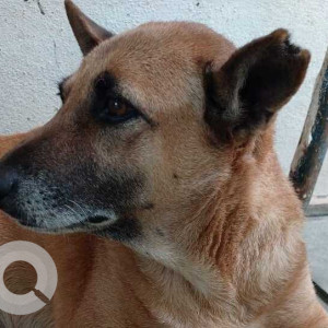 Missing: Brown Male Indie Dog from Omkar Nagar, Kengeri-2