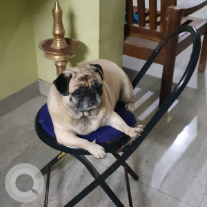 Missing: White Male Pug Dog from Sowari Street, Alandur, Chennai-2