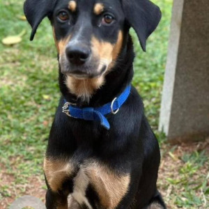 A Black and Brown Indie Dog Missing from Manikonda, Hyderabad