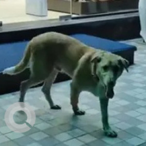 A White-Brown Mix Indie and Labrador cross Dog Found from S.G. Palya, Bengaluru-2