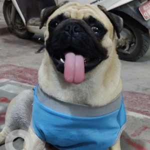 Missing: White Female Pug Dog from Airport Gate