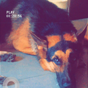 Black and Brown Male German shepherd Dog is Missing from Vaid ji farms ,H.no -955, opposite of Kamal market,near khanna hondaSurajpur , greaternoida-2