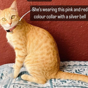 Orange Female Indie Cat is Missing from JP Nagar 7th Phase