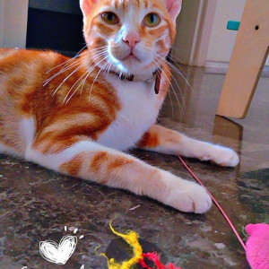 Missing: Orange Male Indie Cat from 18th Road, Khar West-2