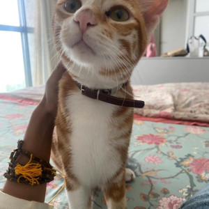 Missing: Orange Male Indie Cat from 18th Road, Khar West-3