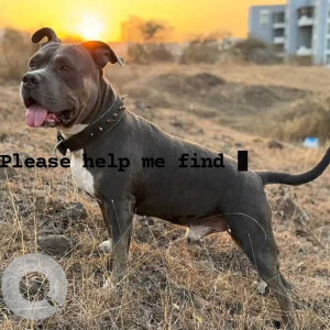 Missing: Grey-White Mix Male Grey American Bully Dog from Regent Fitness Club