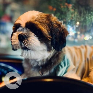 A White-Brown Mix Shih Tzu Dog Missing from Bengaluru