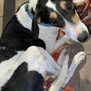 Found: Black and White Male Indie Dog from Jawahar Nagar, Goregaon-2