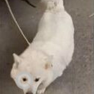 Missing: White Male Pomeranian Dog from Sadiq Nagar, New Delhi-2