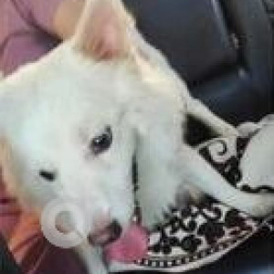 Missing: White Male Pomeranian Dog from Sadiq Nagar, New Delhi