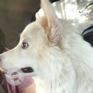 Missing: White Male Pomeranian Dog from Sadiq Nagar, New Delhi-3