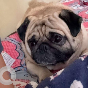A White Pug Dog Missing from Mohali Village, Mohali