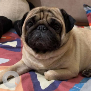 A White Pug Dog Missing from Mohali Village, Mohali-3